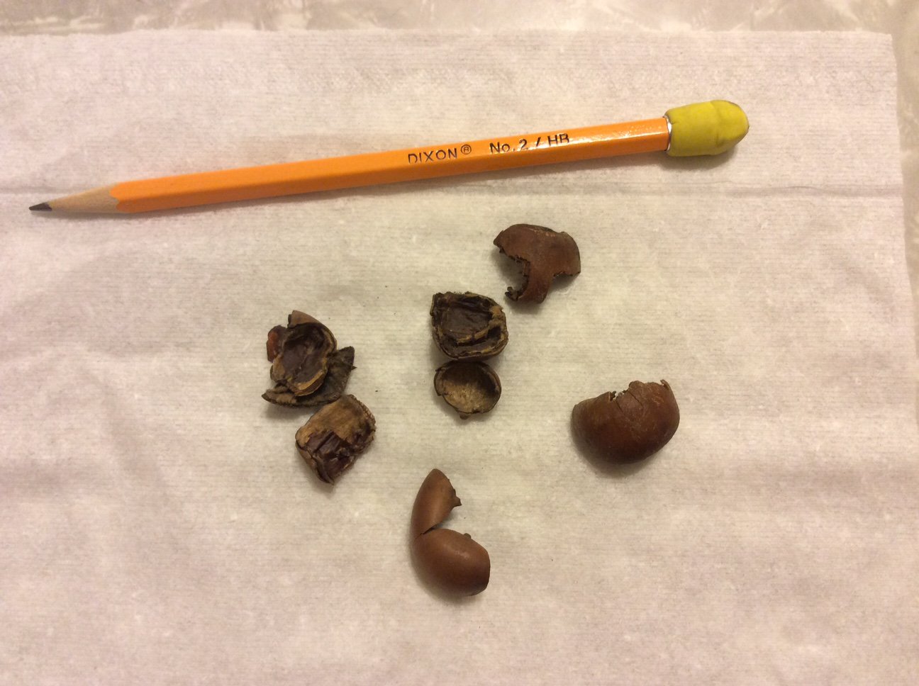 Prius acorn shells.jpg