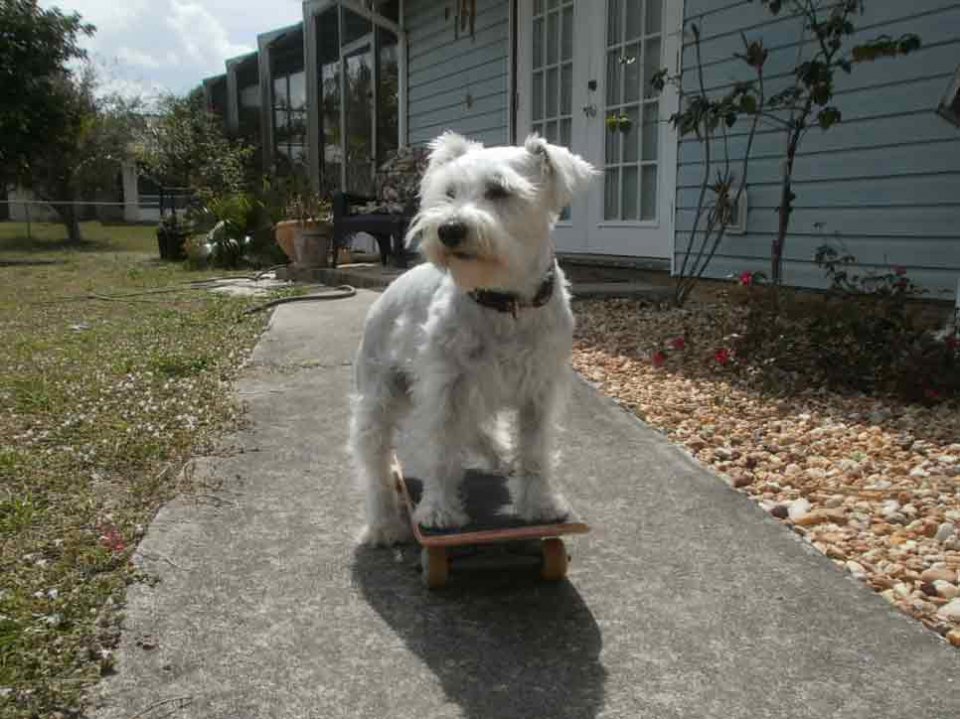 Max-on-Skateboard.jpg