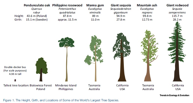 Tall trees LL16.jpg