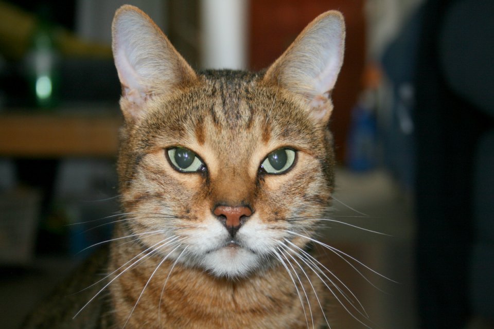 Bengal-cat-has-serious-expression.JPG