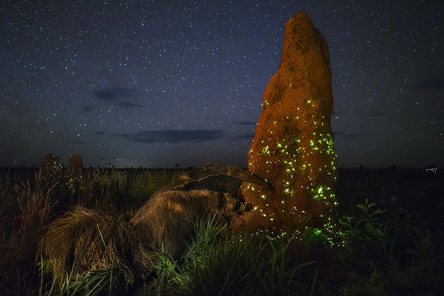 termite mound biolumi beetles Marcio Cabral.jpg