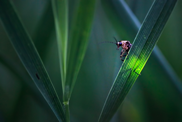 firefly on C4 grass Radim Schreiber.jpg