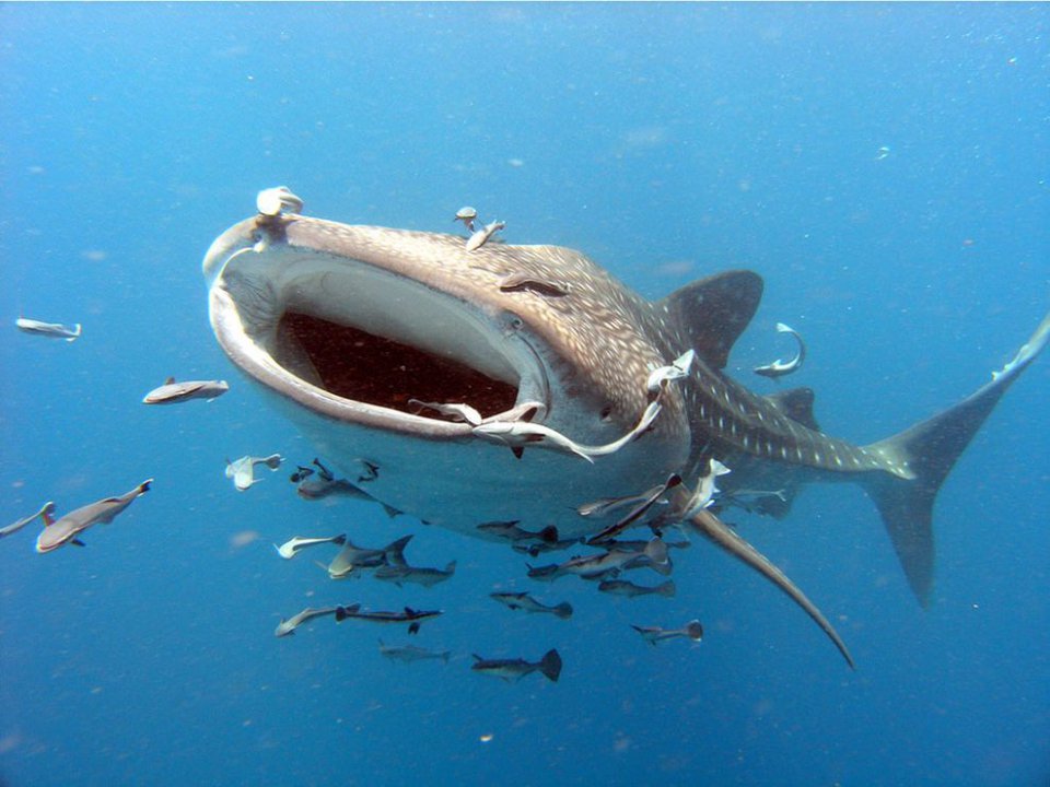 endangered08-whale-shark_24058_990x742.jpg