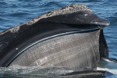 Baleen whale.jpg