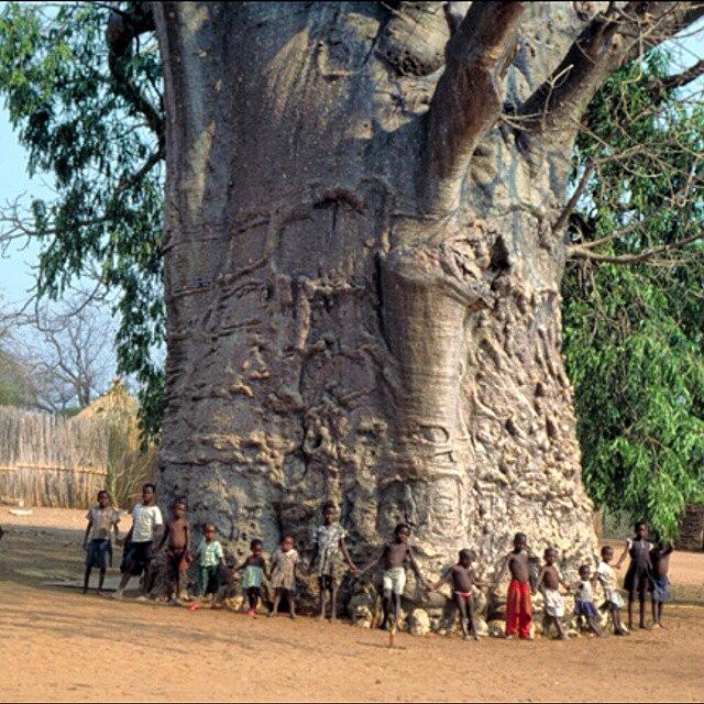 Baobab stem base.jpg