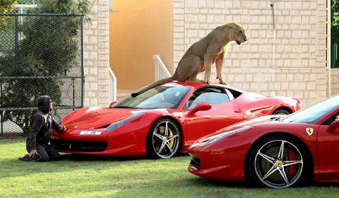 Lion-on-Ferrari-458-Italia.jpg