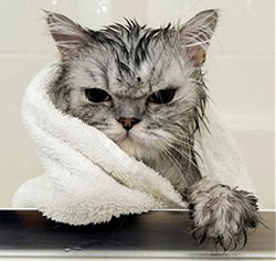 bathing-the-cat.jpg