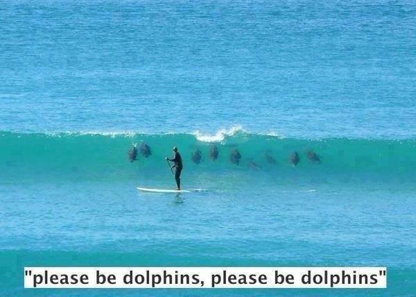 Please be dolphins.jpg