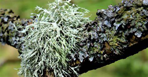 lichen on tree.jpg