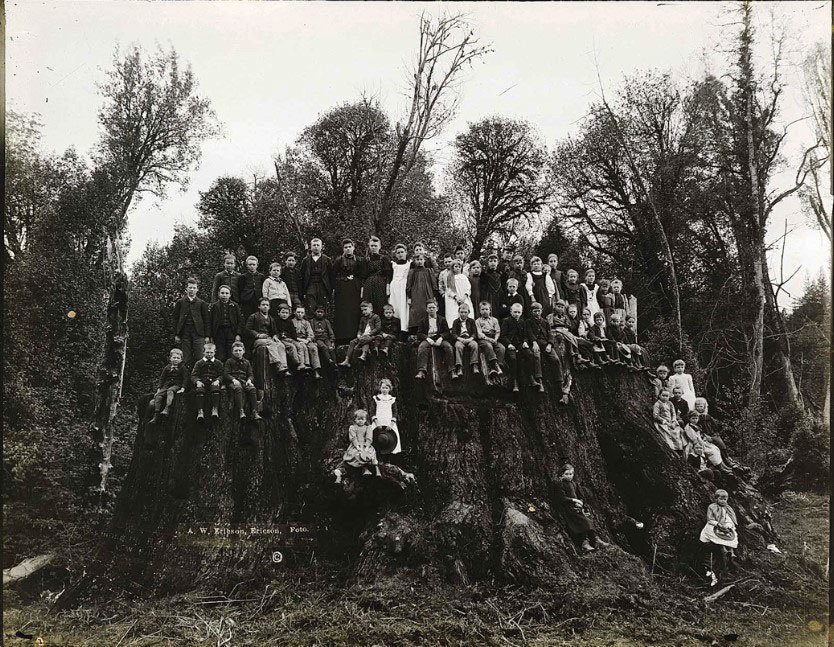 Redwood stump 1890.jpg
