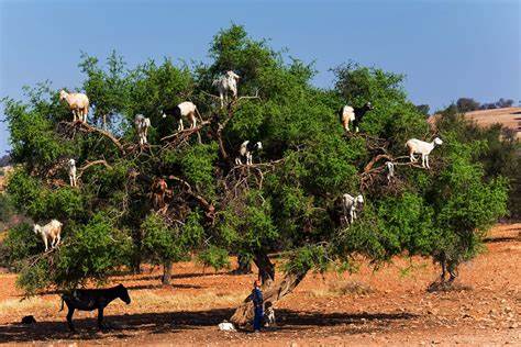tree goats Morocco.jpg