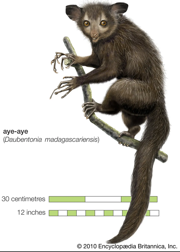 aye aye.png