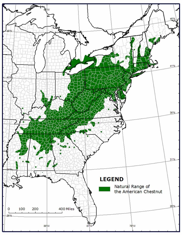 american-chestnut-range-map.jpg