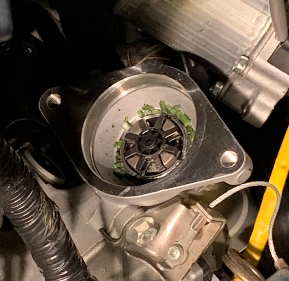 greenpic.JPG