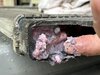 Gunk1 Compressed.jpg