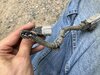 Critter Handi-work.JPG