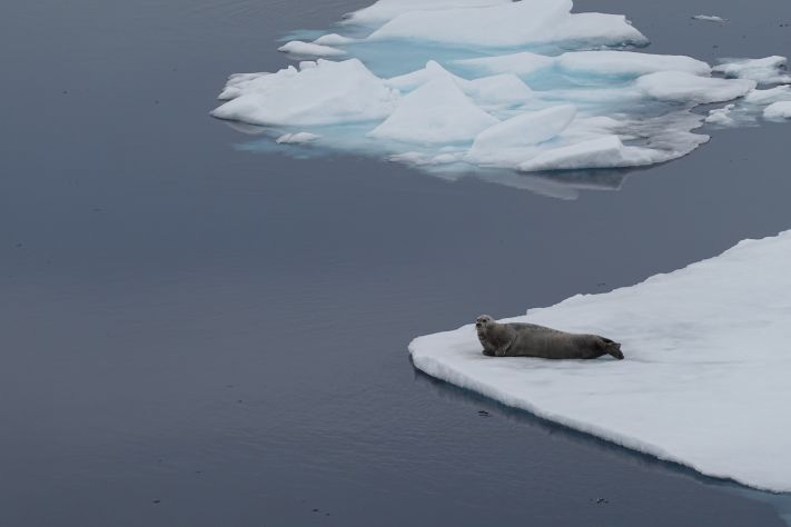 bearded seal.JPG